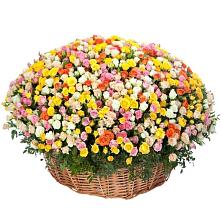 Премиум букет из: Розы #REPLACE_PRED# Новодонецкой